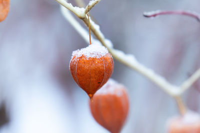 Close-up of berries on snow