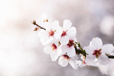 Close-up of white cherry blossom tree