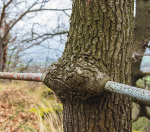 Close-up of tree trunk in forest