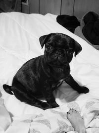 Portrait of dog relaxing on bed at home