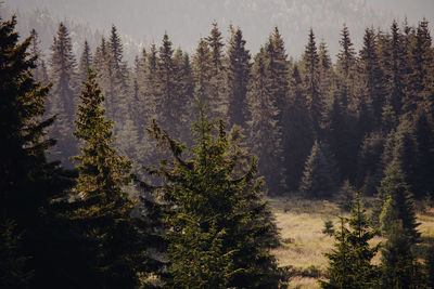 High angle view of pine trees in forest