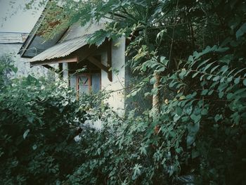 Abandoned house by tree against building