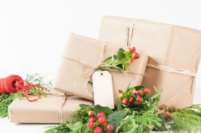 Close-up of potted plant against white background