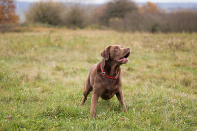 Dog on field