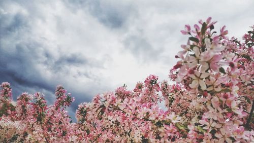 Low angle view of pink flowering plant against cloudy sky