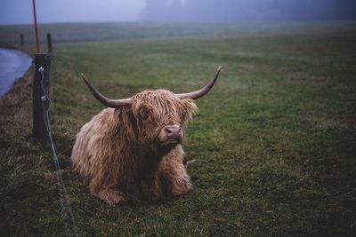 Close-up of cow in farm