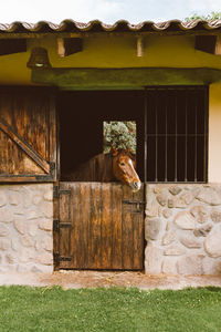 Brown horse looking out from window stall.