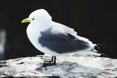 Close-up of seagull perching on rock