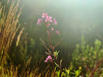 Close-up of pink flowering plant