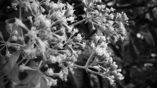 Close-up of cactus plant