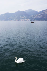 View of bird in lake