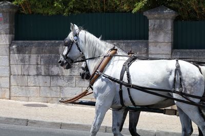 Side view of horse