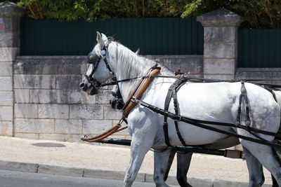 Horse carriage on road against wall