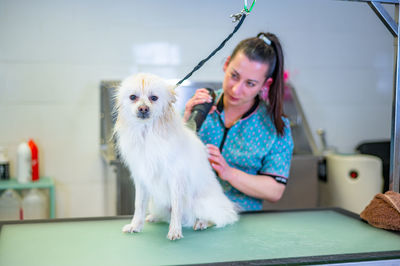 Young groomer working on a small white dog on a grooming table