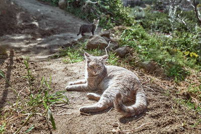 Portrait of a cat on field