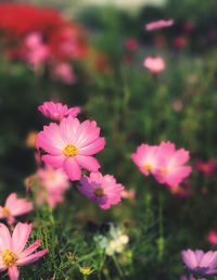 Close-up of pink cosmos flowers