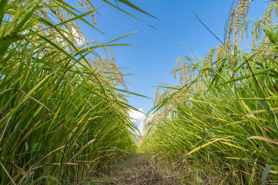 Low angle view of fresh green plants against sky