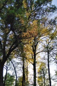 Low angle view of trees against sky