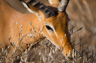 Impala eating dry plant