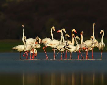 Birds in lake