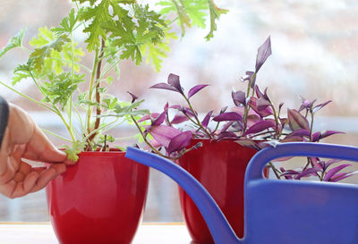 Close-up of hand holding potted plant