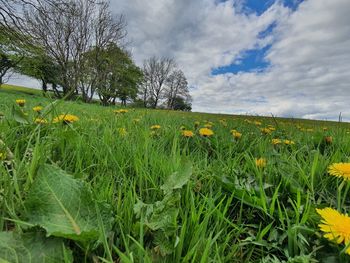 Scenic view of field against sky