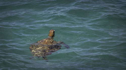 High angle view of bird swimming in sea