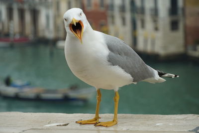 Close-up of seagull perching