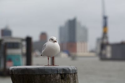 Seagull perching on metal