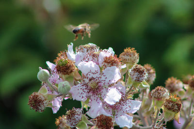 Close-up of insect on flower