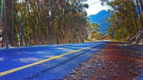 Empty road along trees