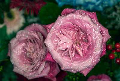 Close-up of raindrops on pink rose