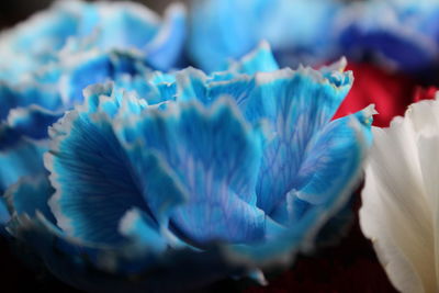 Close-up of blue flower