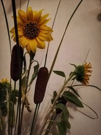 Close-up of yellow flowering plant in vase