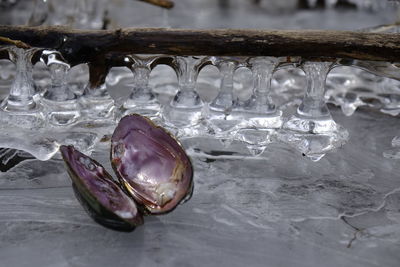 Close-up of animal shell on frozen lake