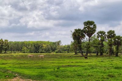 Scenic view of trees on field against sky