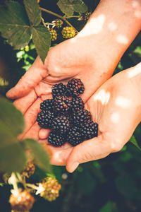 Cropped image of hands holding blackberries