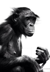 Close-up of a gorilla looking away over white background