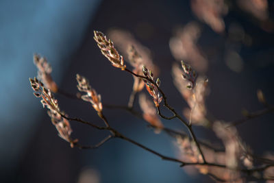 Close-up of wilted plant