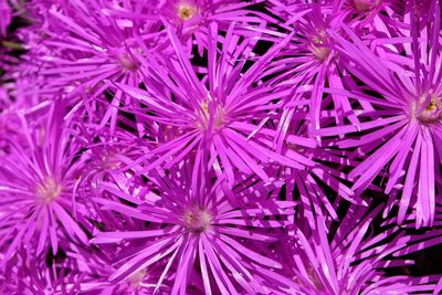 Full frame shot of purple flowers