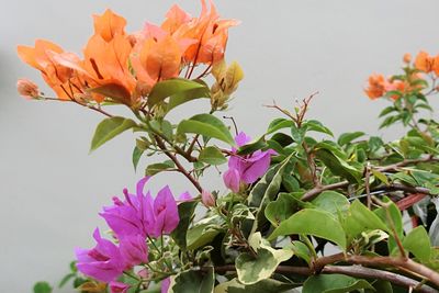 Close-up of pink flowers