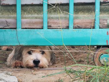 Portrait of dog relaxing on field
