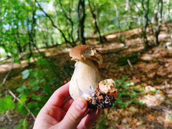 Close-up of hand holding mushroom