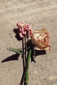 High angle view of rose bouquet on street