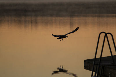 Close-up of bird in background