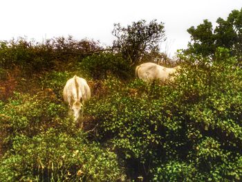 Sheep grazing in grass