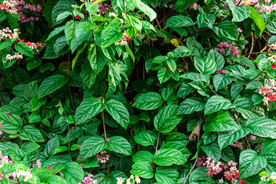 High angle view of flowering plant