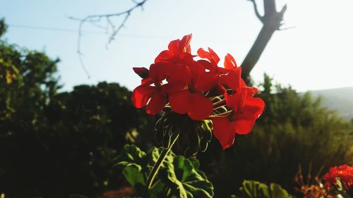 Close-up of red flowers blooming against sky