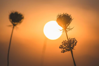 Close-up of silhouette plant against orange sky