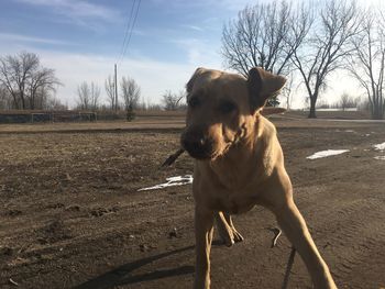 Dog on field against sky during winter